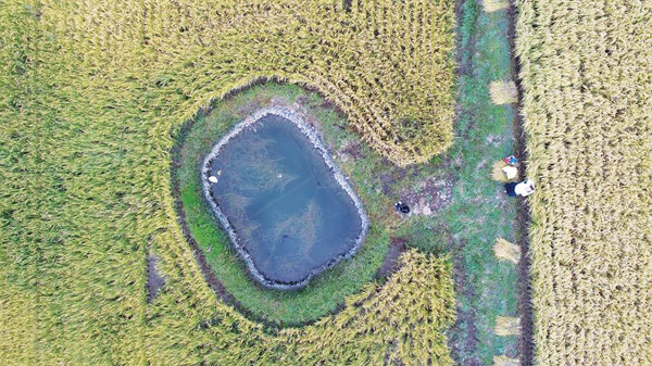 경남 고성군의 농사용 물웅덩이 ‘둠벙’의 모습.