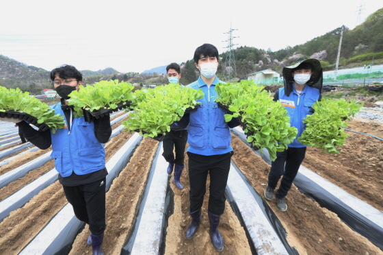 KT&G 임직원이 코로나19 여파로 인력난을 겪는 잎담배 농가를 돕기 위해 충북 제천지역에서 잎담배 이식 봉사를 실시했다.(사진=KT&G)