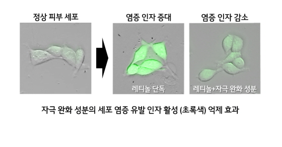 자극 완화 성분의 세포 염증 유발 인자 활성(초록색) 억제 효과.(사진제공=LG생활건강)