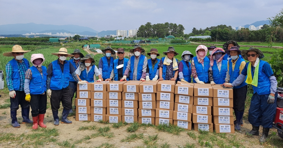 울산 북구지회 북구 창평동 텃밭에서 노인사회활동 참여자 어르신들이 감자 수확을 진행했다.