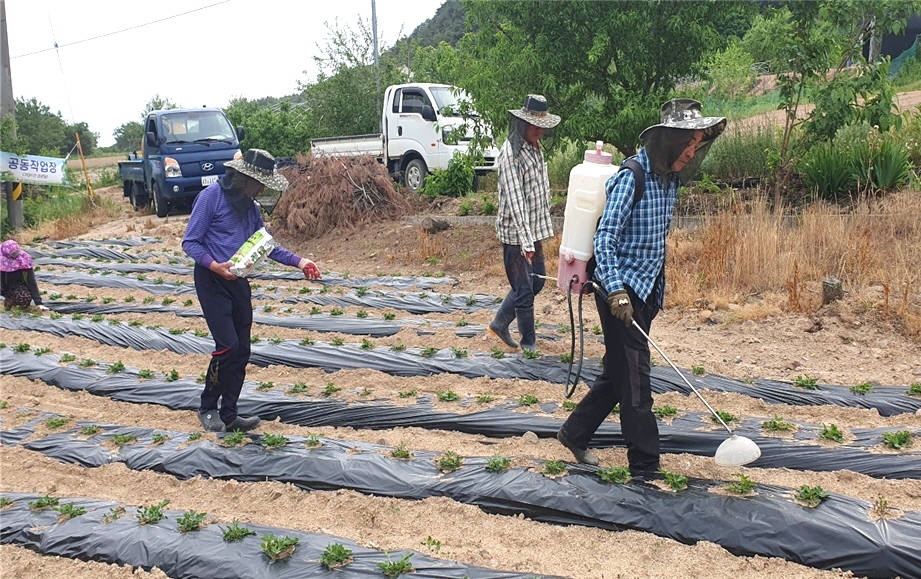 단양군지회 가대1리 경로당이 ‘즐겁고 행복한 농부이야기’ 프로그램에 참여하며 땅콩농사를 짓고 있다.