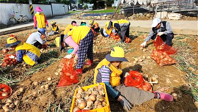 칠곡군지회 율리꿈나무사랑봉사단이 몸이 불편한 회원을 도와 양파를 수확했다.