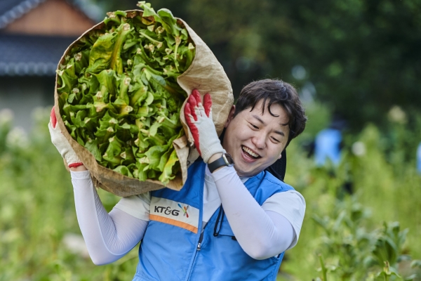 잎담배 농가 수확 봉사활동 사진. (사진=KT&G)