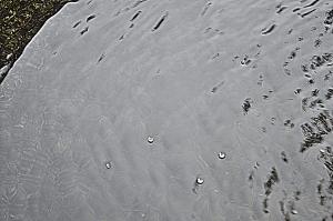 [디카시 산책]물의 사리