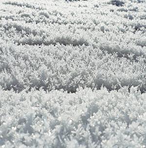 [디카시 산책] 눈꽃 묘목장