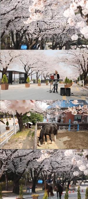 한국마사회 ‘방구석 벚꽃 버스킹’ 공개