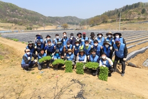 KT&G, 잎담배 농가 돕기 봉사활동 진행