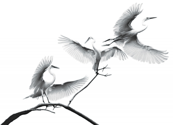 조규순 작가의 사진작품 ‘평화의 날개’