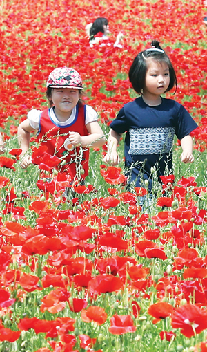 경남 하동 양귀비 축제는 하동 북천역과 가까운 직전마을에서 열린다. 양귀비 꽃 사이에서 아이들이 포즈를 취하고 있다. 사진=연합뉴스