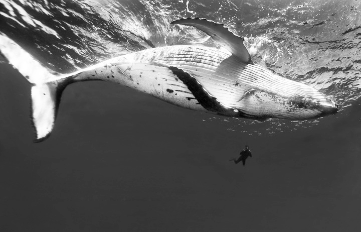 롯데월드타워 서울스카이 개관 5주년을 기념해 마련된 이번 전시에서는 수중사진 1세대인 장남원 작가가 포착한 혹등고래 사진과 미디어아트를 소개한다. 사진은 전시에 소개된 혹등고래 사진.