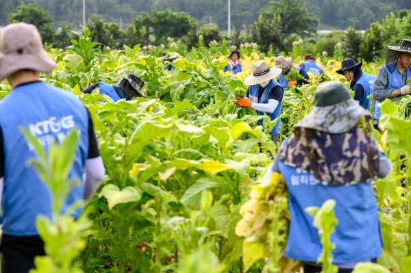 KT&G 임직원들이 지난 5일 경북 문경시 가은읍에 위치한 잎담배 농가를 방문해 수확 봉사를 진행했다. 사진은 잎담배 수확 봉사활동 현장 모습. (사진=KT&G)