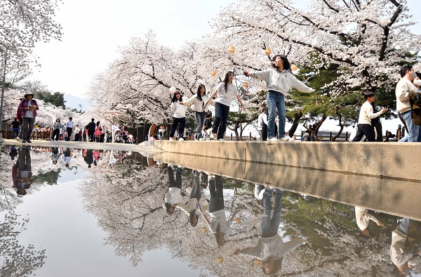 주말 양일간 10만 여명이 찾은 한국마사회 벚꽃축제가 오는 9일까지 이어진다.