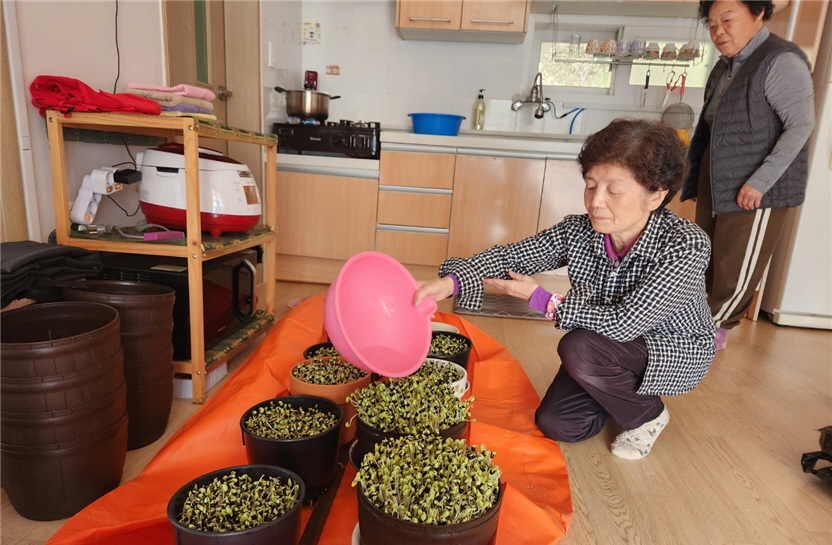 충북연합회 경로당광역지원센터가 콩나물 재배 공동작업장을 운영하고 있다.