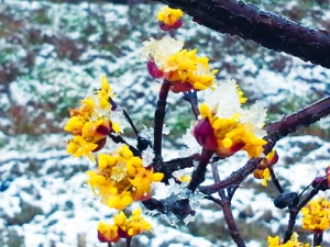 봄이 성큼… 산수유 꽃망울