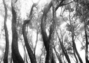 광주 찾은 세계적인 ‘소나무 사진작가’