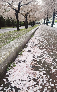 벚꽃 북상중… 남쪽은 연분홍 꽃길