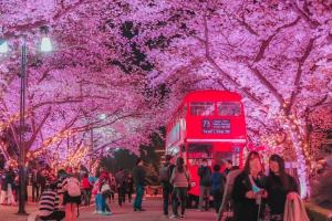 이랜드 이월드, 24일 벚꽃축제 개최…전국서 가장 빨라