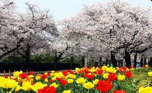 정읍벚꽃축제·예술제 3월 30일 개막