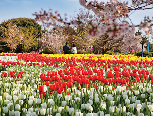전국 봄꽃 축제 “봄이 활짝 피었습니다 … 꽃 나들이 떠나요!”