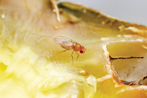 여름철 집안 해충 퇴치, 과일 상온에 두면 ‘초파리’ 서식… 허브향, 퇴출에 효과